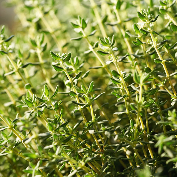 Thyme