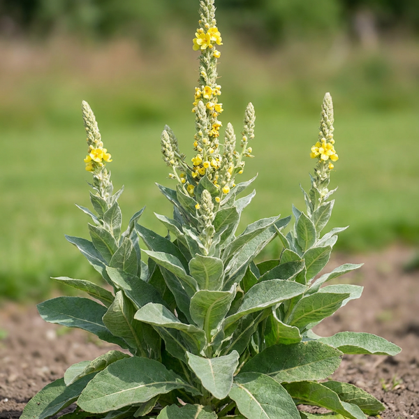 Mullein